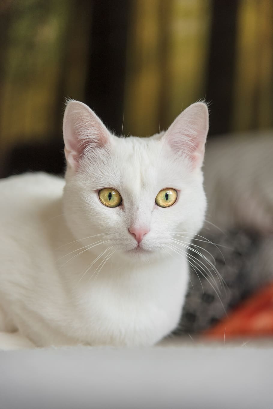 white cat, pet, kitten, domestic cat, eyes, close up, head HD wallpaper