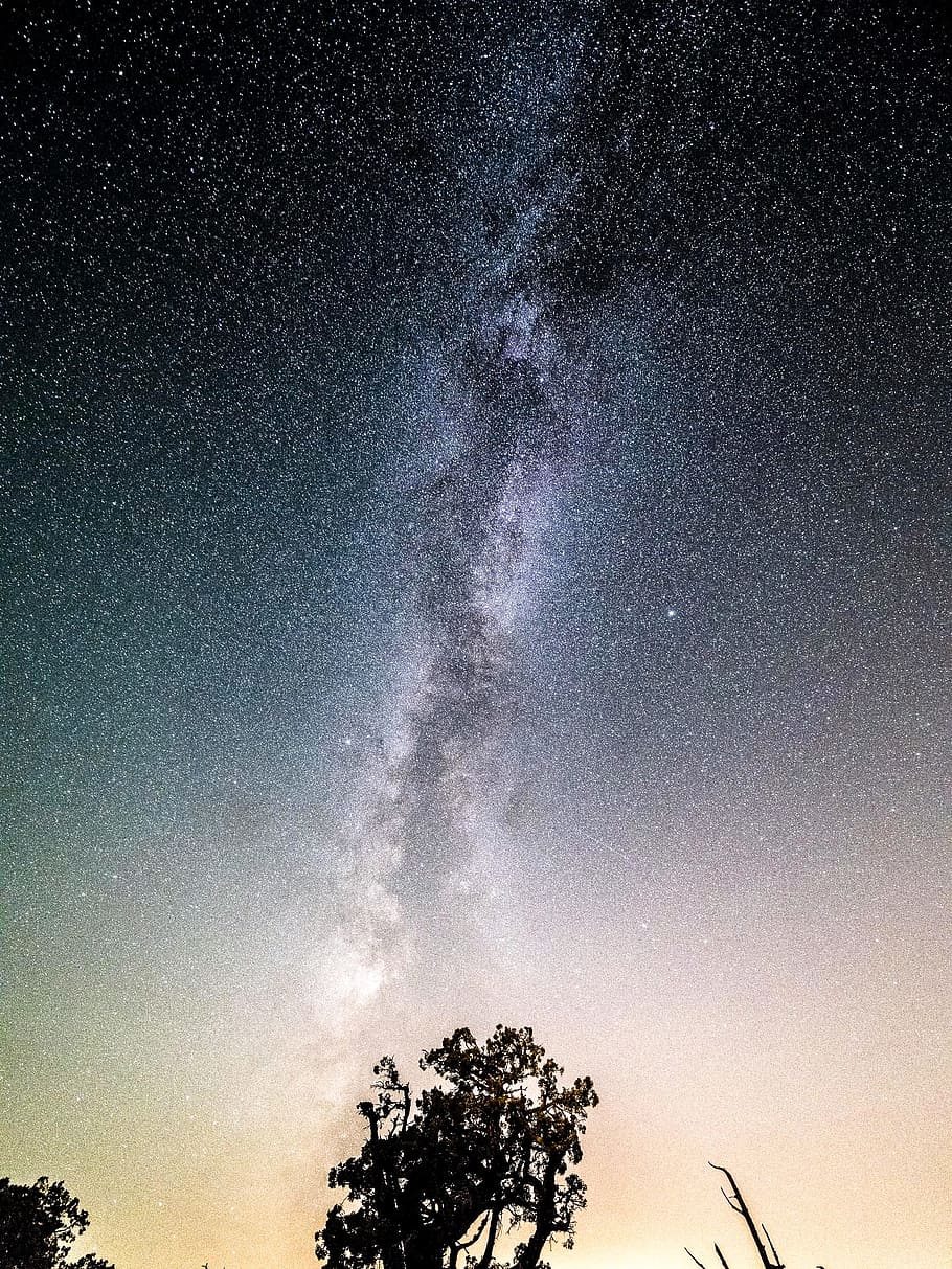 Silhouette Photo Of Tree Under Stars, astronomy, constellations HD wallpaper