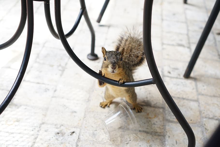 united states, austin, squirrel, table, animal themes, mammal HD wallpaper