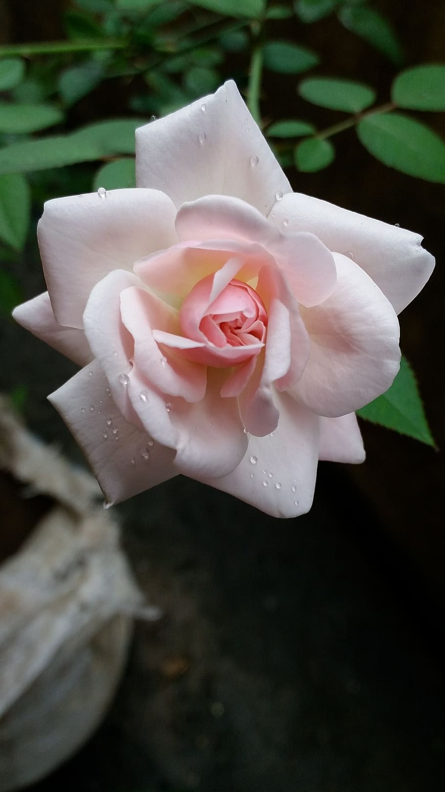white, rose, flower, flowering plant, petal, vulnerability HD wallpaper
