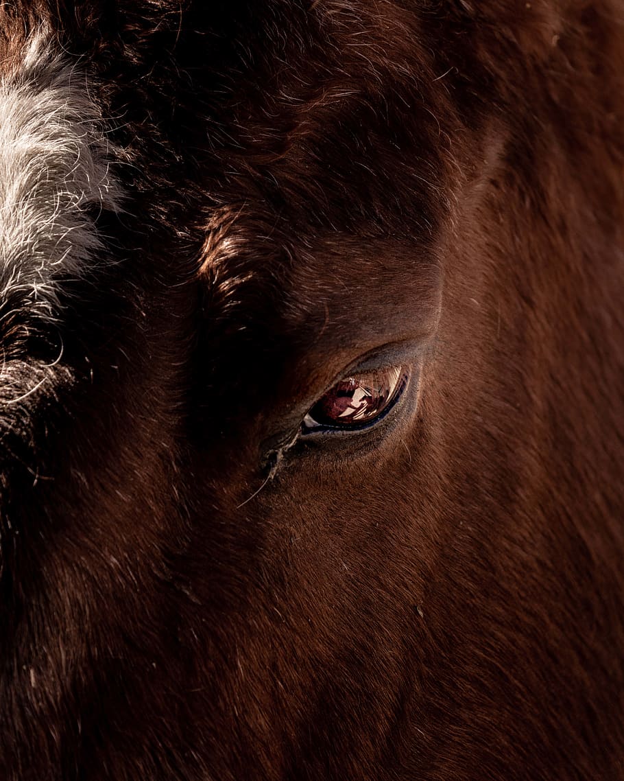 brown horse, animal themes, mammal, one animal, animal body part HD wallpaper