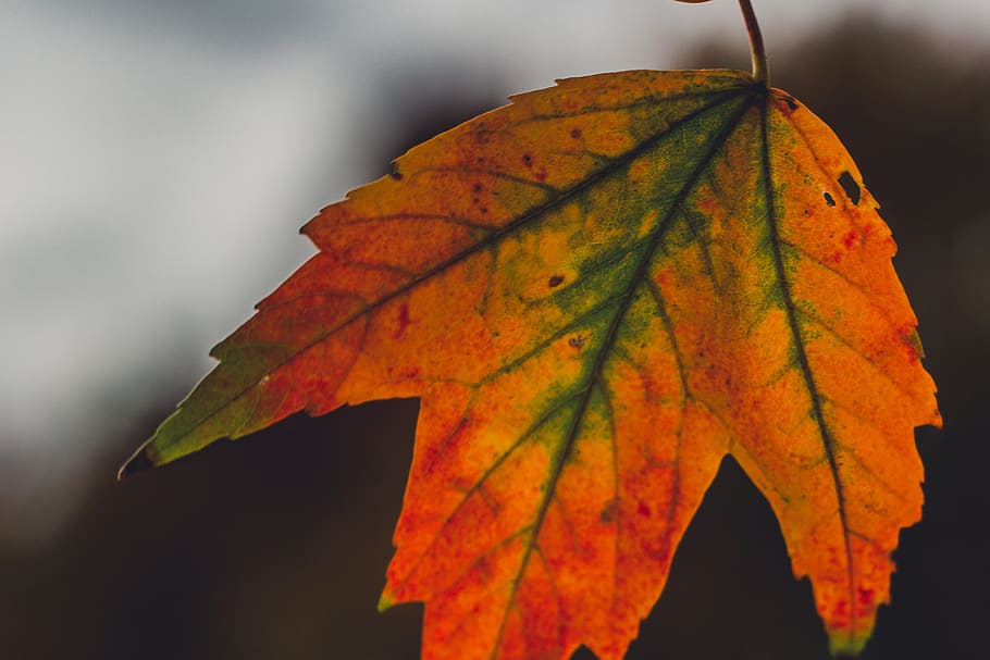 maple tree leaf, fall leaf, rainbow, nature, organic, leaves HD wallpaper