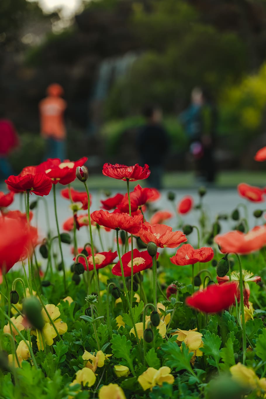 red petaled flowers, plant, flowering plant, growth, beauty in nature HD wallpaper