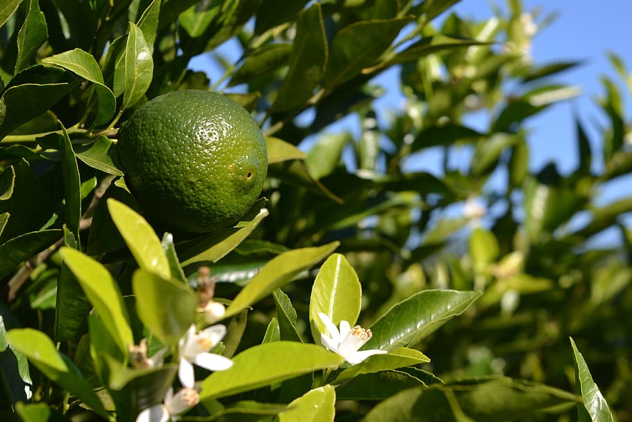 orange, flower, fruit, nature, plant, color, beautiful, orange tree HD wallpaper