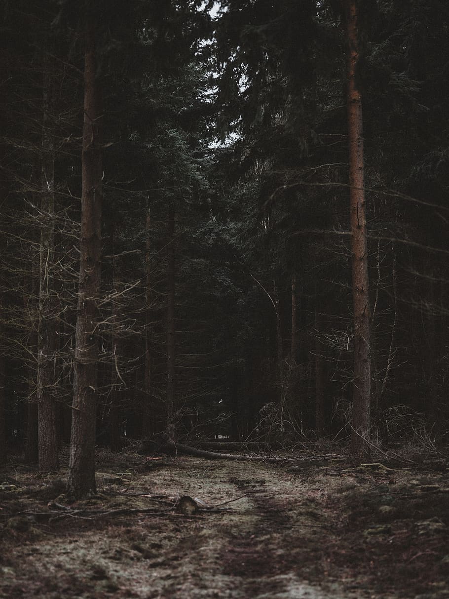 empty roads surrounded with trees, forest, land, plant, woodland HD wallpaper