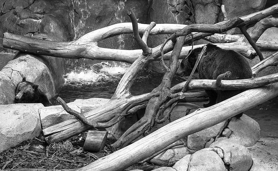bear, tree, plant, wood - material, nature, log, day, tranquility HD wallpaper