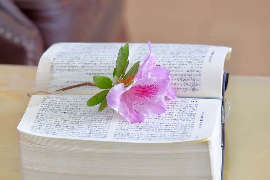 flower, book, bible, table, chair, spring, publication, flowering plant HD wallpaper