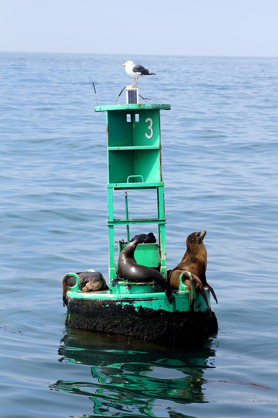 grey and black seals on buoy, water, animal wildlife, animal themes, HD wallpaper