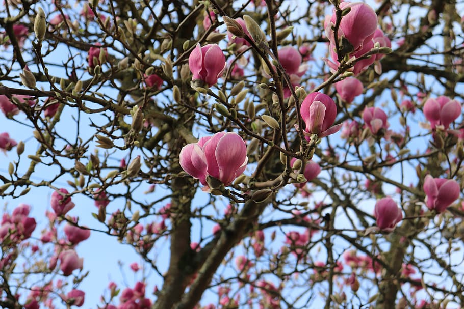 flower, spring, tree, nature, pink, beauty, flowers, summer HD wallpaper