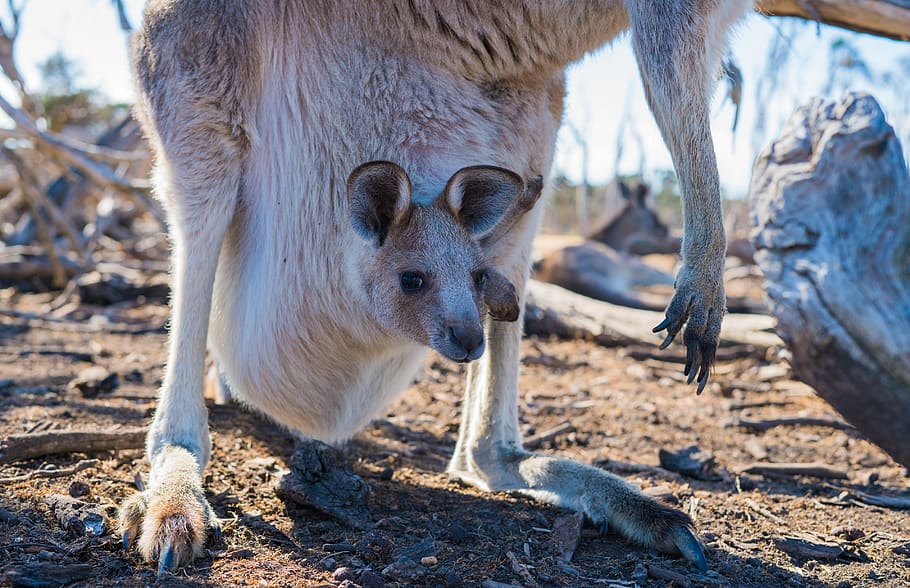 joey, kangaroo, baby, australia, marsupial, mammal, wildlife