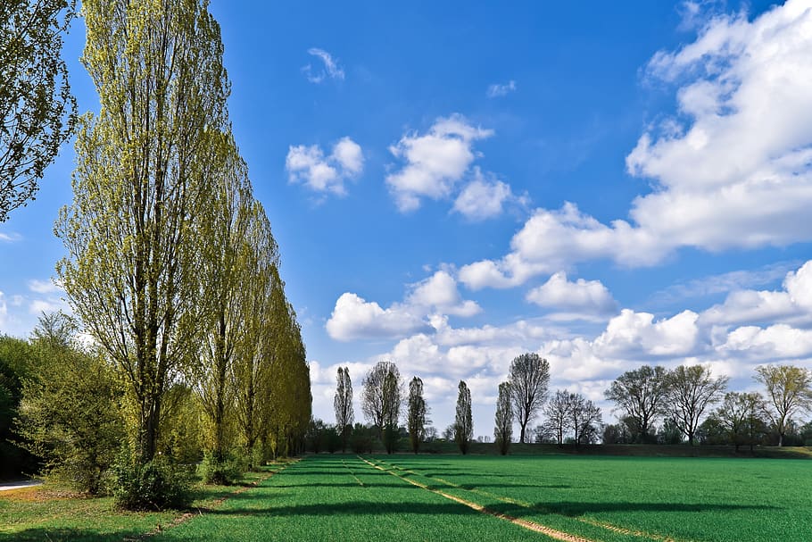 landscape, auen, nature, mood, sky, still, idyllic, atmosphere HD wallpaper