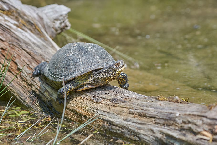 turtle, tribe, water, tree, sunbathing, reptile, river, waters HD wallpaper
