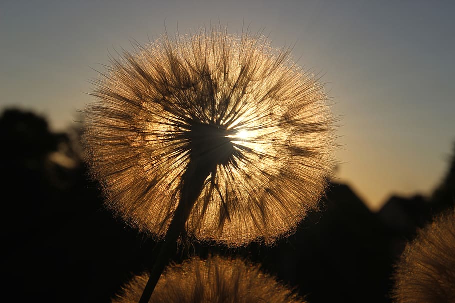 dandelion, flower, evening, sun, sunbeam, nature, plant, close up HD wallpaper