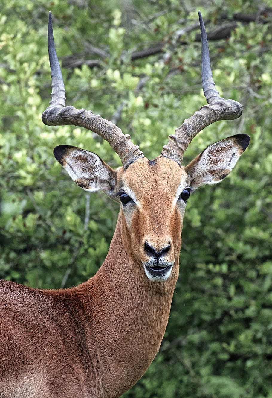 Brown Deer Standing Near Green Leafed Plant, animal, antelope, HD wallpaper