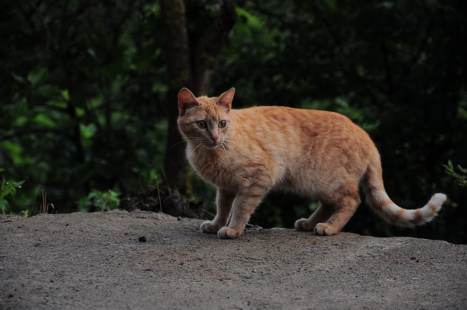 cat, animals, cute, kitty, mammal, one animal, vertebrate, domestic animals HD wallpaper