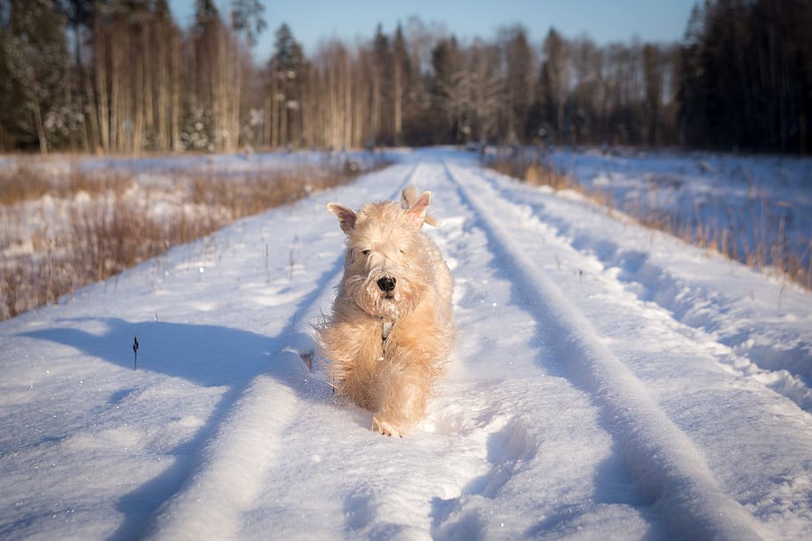 snow, winter, cold, frost, frozen, running, dog, animal, fur, HD wallpaper