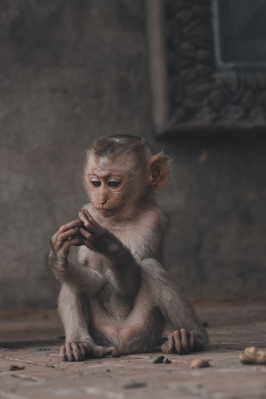 monkey sitting on floor, wildlife, mammal, animal, baboon, ape, HD wallpaper