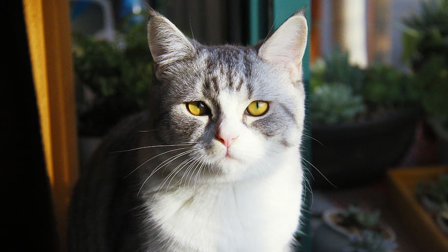 cat, domestic cat, one animal, mammal, domestic animals, pets HD wallpaper