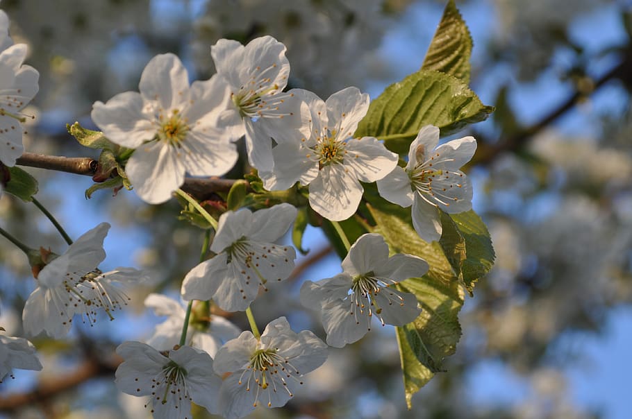 flowers, cherry, spring, cherry blossom, ornamental cherry HD wallpaper