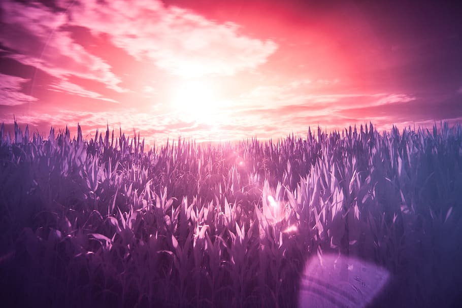 Sunset Scenery, filter, infrared, lilac, meadow, purple, sunbeams HD wallpaper