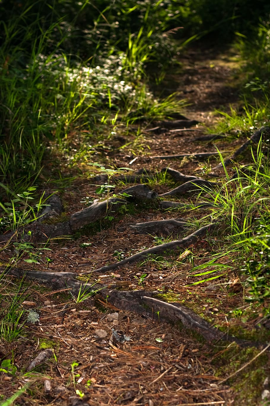 con2011, environment, environmental, green, image, nature, peace HD wallpaper