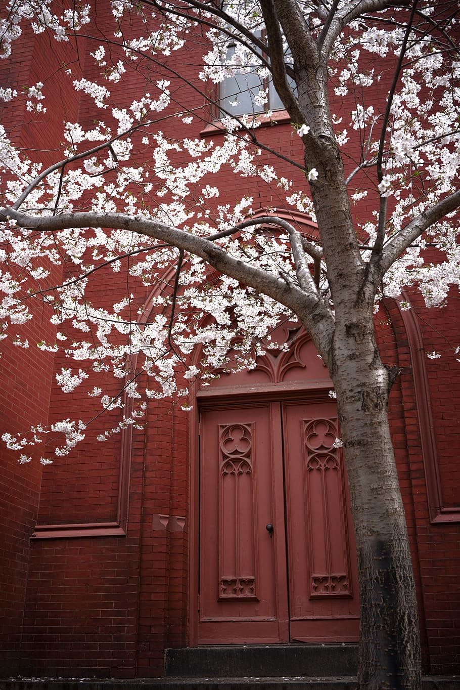 white-leafed tree near red concrete building, plant, flower, blossom, HD wallpaper