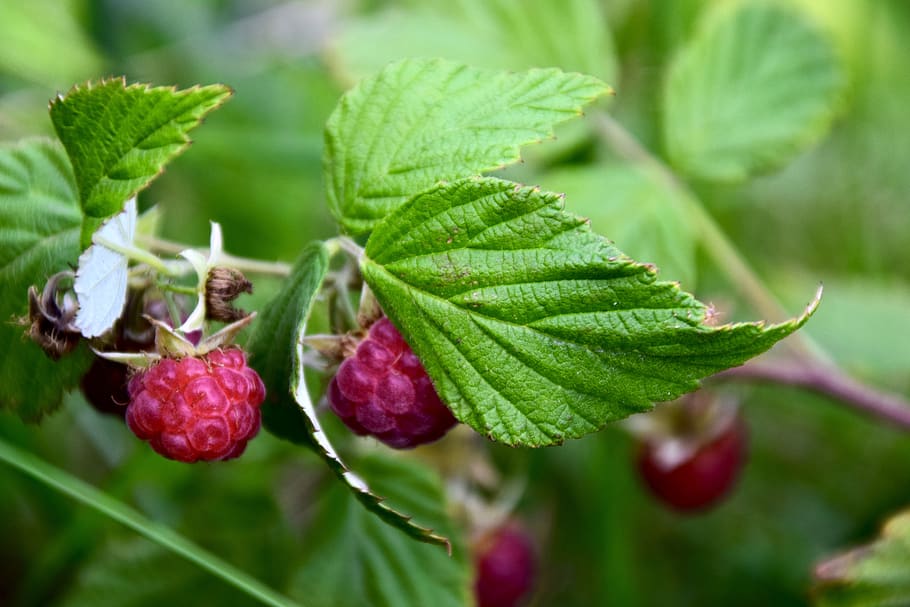 raspberry, close up, leaf, green, leaves, plant, summer, flora HD wallpaper