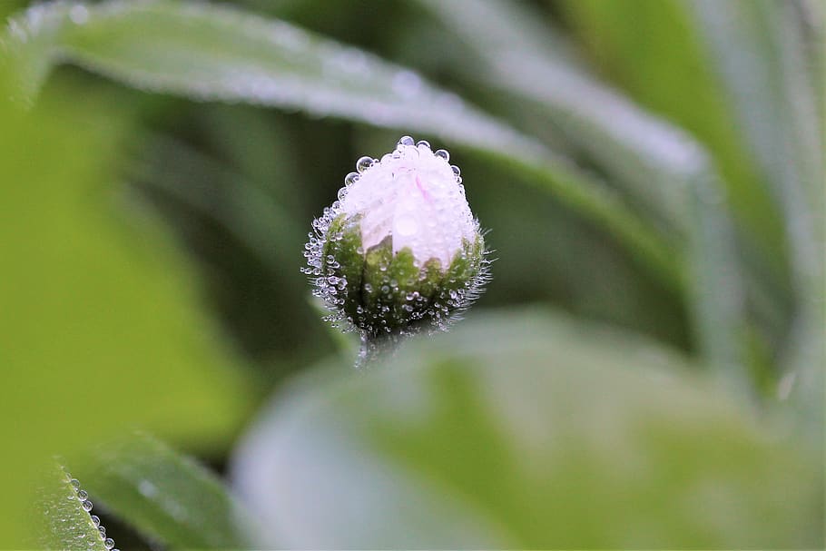 daisy, dewdrop, closed, macro, plant, flowering plant, close-up HD wallpaper