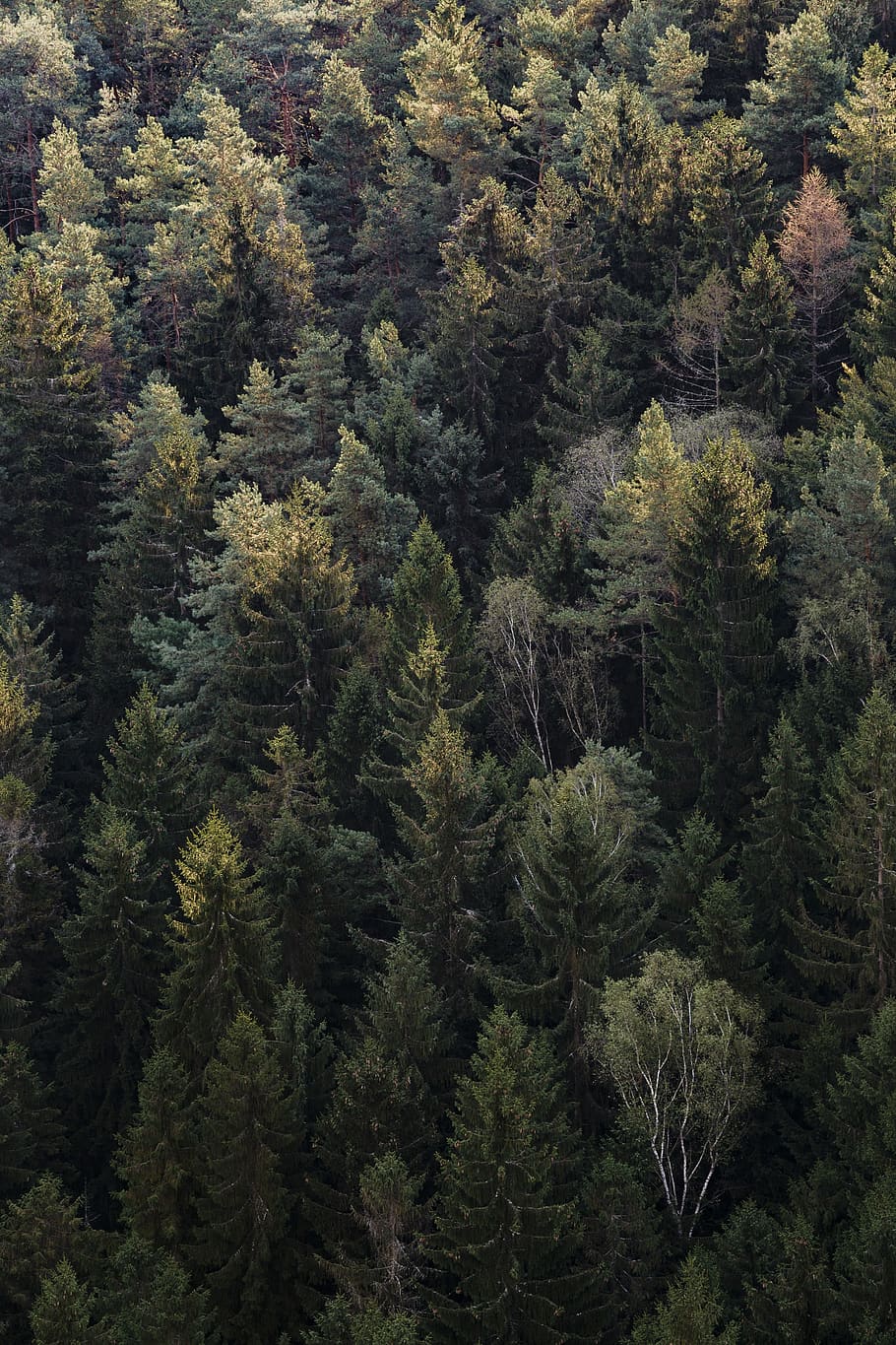 woods, forest, green, trees, aerial, travel, adventure, plant HD wallpaper