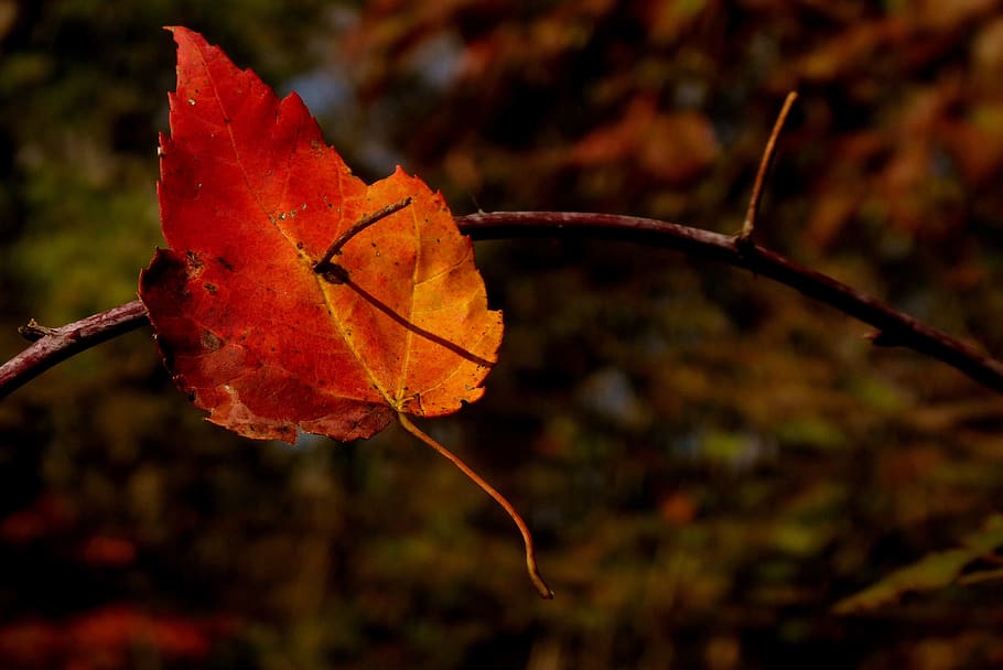 leaf, twig, branch, autumn, fire, fall, gold, orange, plant part HD wallpaper