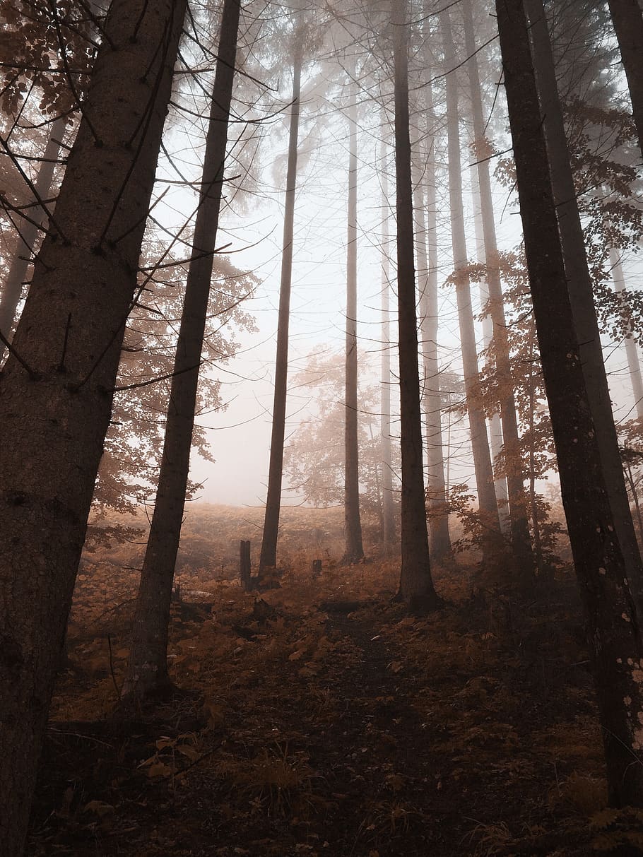 Forest, backlit, fog, foggy, low angle shot, mobilechallenge, HD wallpaper