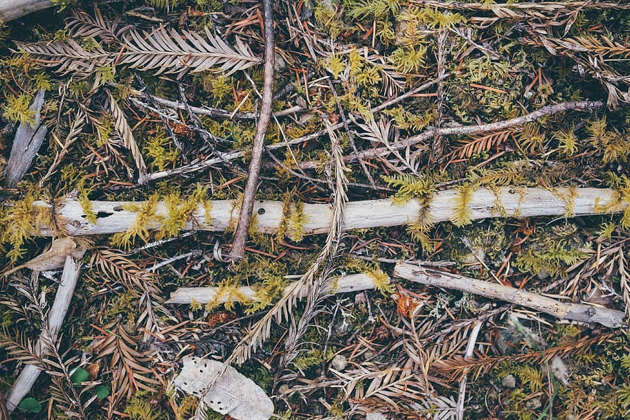 forrest, refuse, sticks, leaves, conifer, adventure, background HD wallpaper