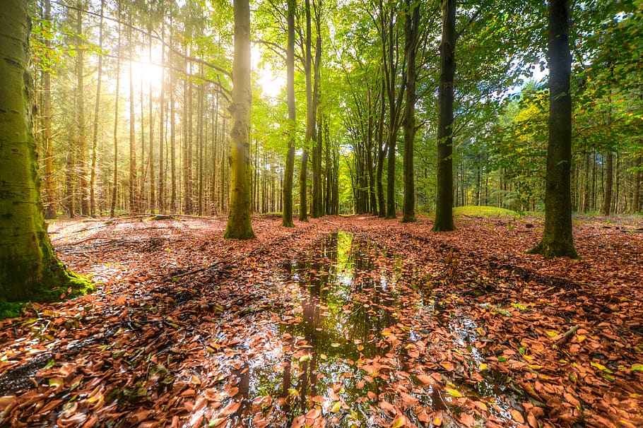 Green Forest With Body of Water Covered With Brown Dried Leaves HD wallpaper