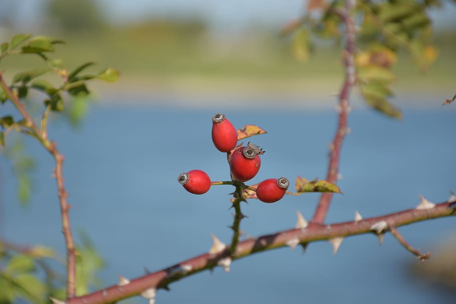 nature, river, landscape, bloom, fruit, healthy eating, food HD wallpaper