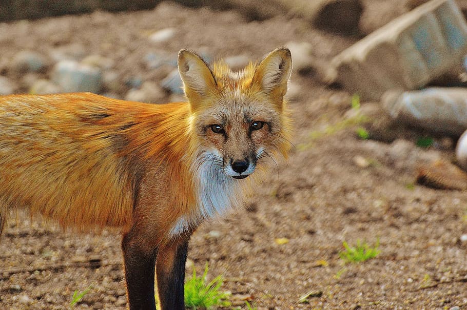 Brown Fox, animal, animal photography, blur, canidae, close-up, HD wallpaper