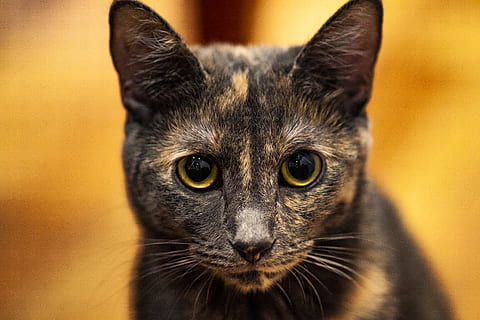 short-fur tortoiseshell cat, animal, mammal, pet, manx, kitten HD wallpaper