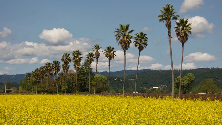 united states, napa valley, mustard field, yellow, flowers, HD wallpaper