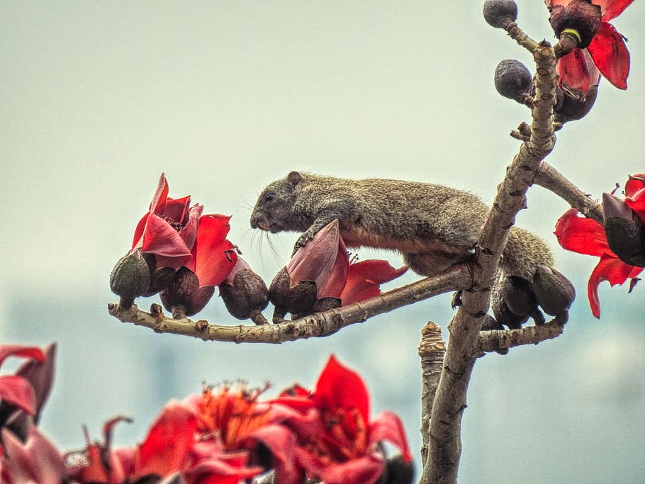 brown animal on tree, animal themes, animal wildlife, nature HD wallpaper
