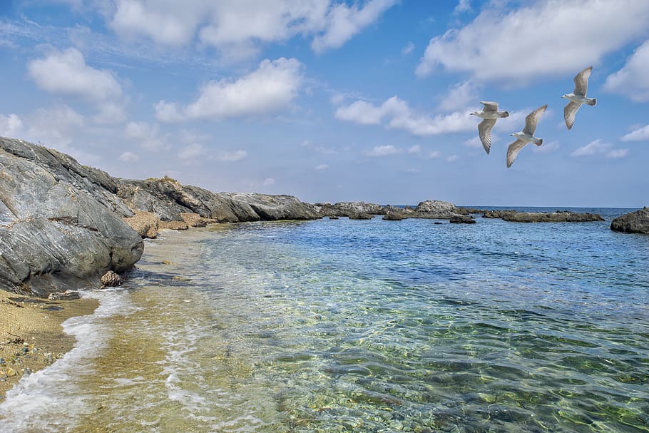 beach, clouds, seagulls, landscape, water, animal, animal wildlife HD wallpaper