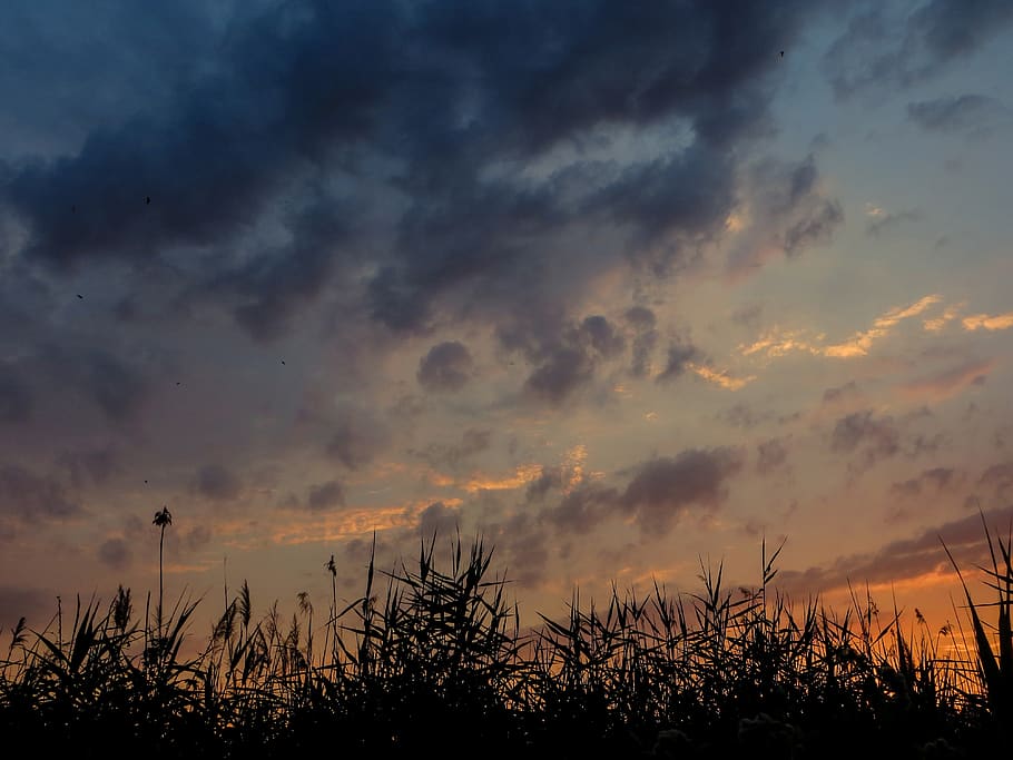 sunset, reed, sky, nature, ukraine, mood, twilight, cloud - sky HD wallpaper