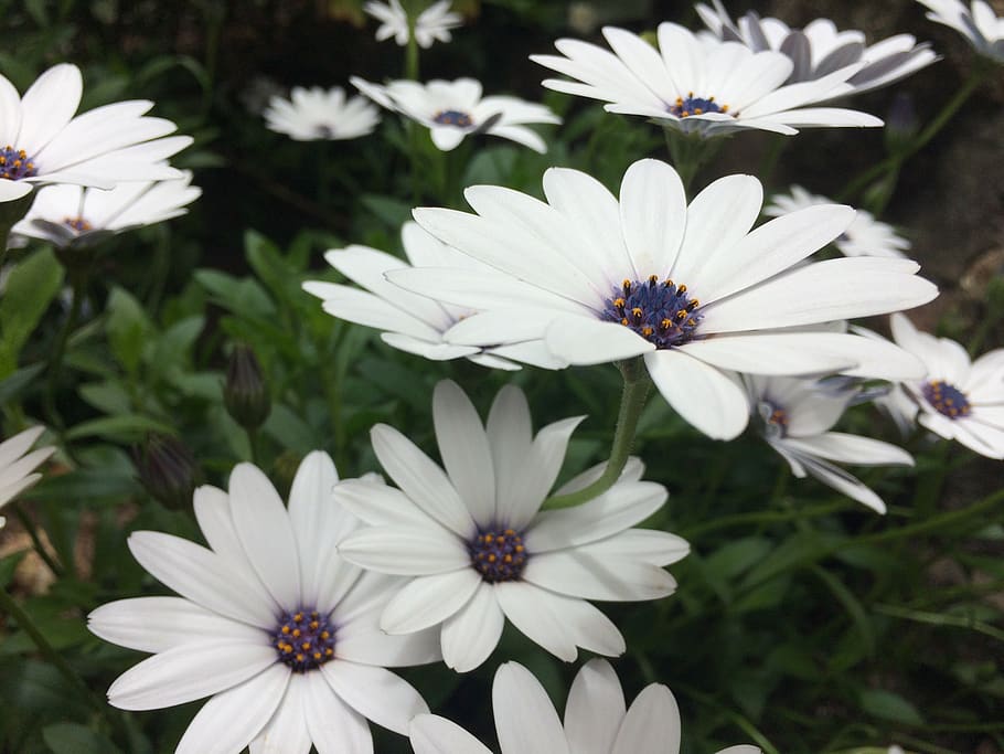 daisy, daisies, flowers, spring, garden, nature, bloom, outdoors HD wallpaper