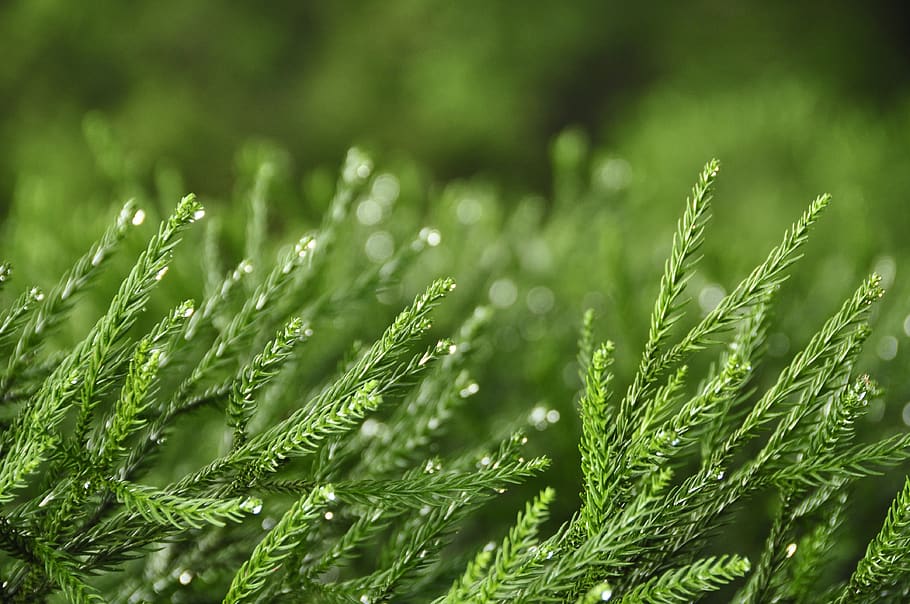 grass, morning, mountain, forest, tree, green, dew, green color HD wallpaper