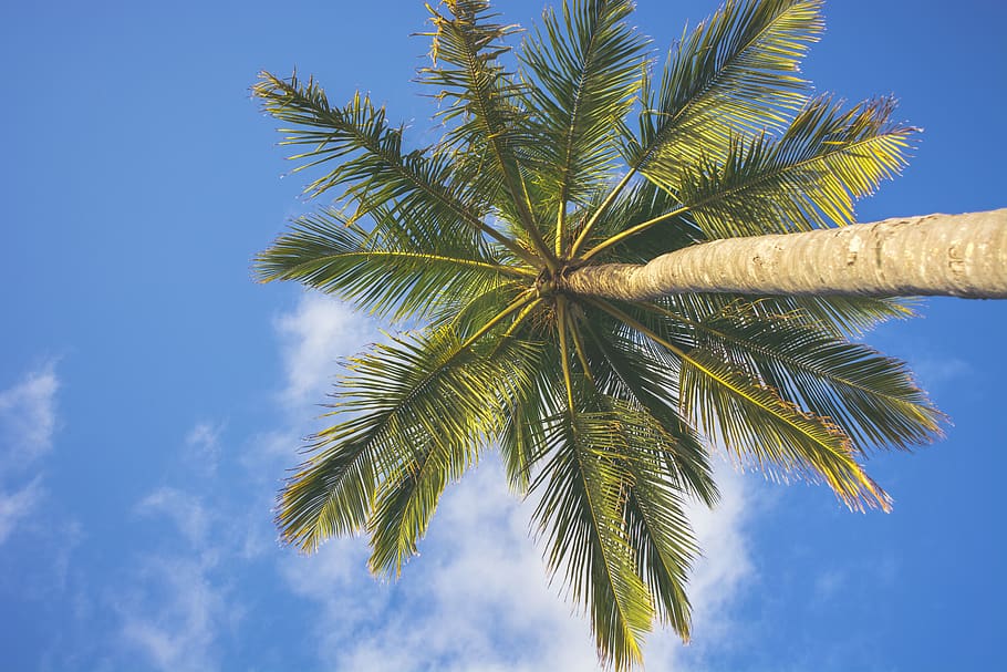 coconut tree under clear blue sky, tropical climate, palm tree HD wallpaper
