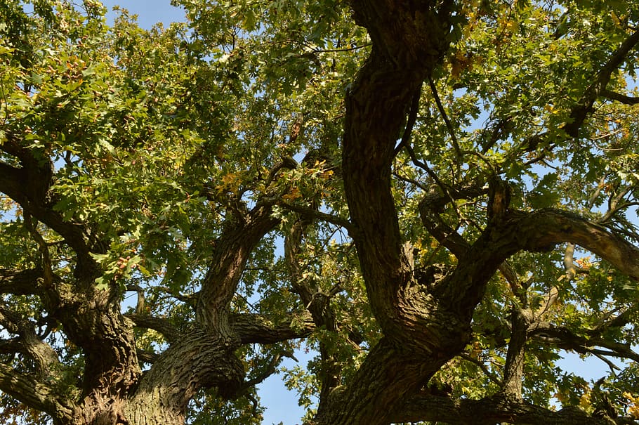 wood, branches, oak, forest, green, nature, tree, plant, low angle view HD wallpaper