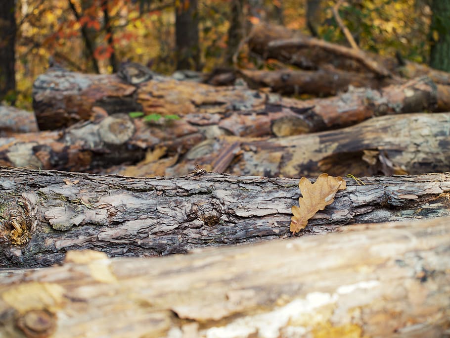 Brown Wood Logs, bark, close-up, color, environment, flora, landscape HD wallpaper