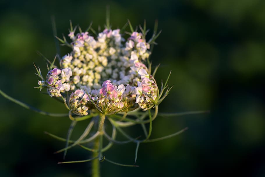 Cow parsley 1080P, 2K, 4K, 5K HD wallpapers free download | Wallpaper Flare