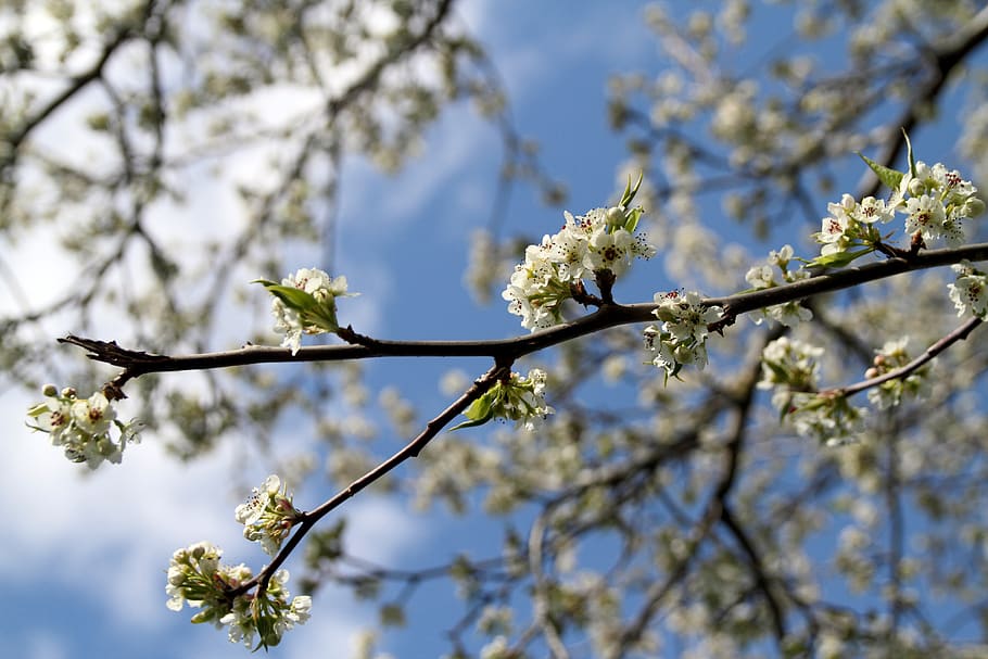 australia, melbourne, flowering plant, fragility, vulnerability HD wallpaper