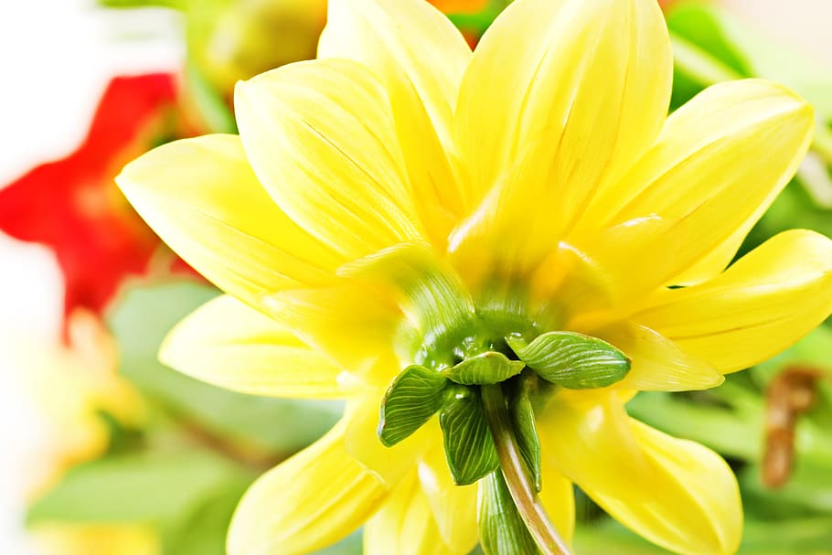 beautiful, blossom, bright, bunch, closeup, detail, flora, floral HD wallpaper