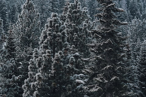 snow covered pine trees, plant, fir, abies, conifer, spruce, united states HD wallpaper