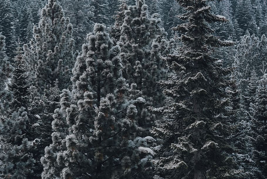 snow covered pine trees, plant, fir, abies, conifer, spruce, united states HD wallpaper
